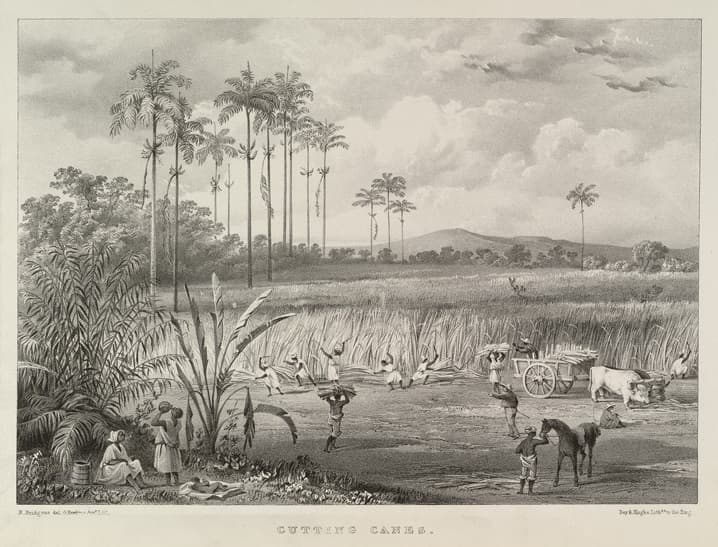 Black-and-white 1830s lithograph by Richard Bridgens showing workers cutting and carrying sugar cane on a Trinidad estate, with an ox cart, a man leading a horse, and tall palm trees